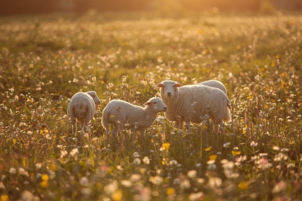 Mehr als nur Grasfresser: Wie Schafe unsere Artenvielfalt retten